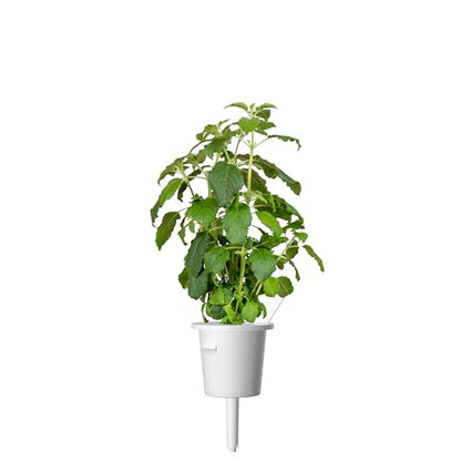 Click and Grow Holy Basil 3-Pack Plant Pods for Smart Garden,Grow Fresh Greens at Home All Year Round