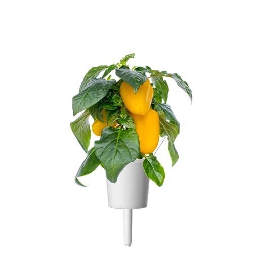 Click and Grow Smart Garden Yellow Sweet Pepper Plant Pods, 9-Pack