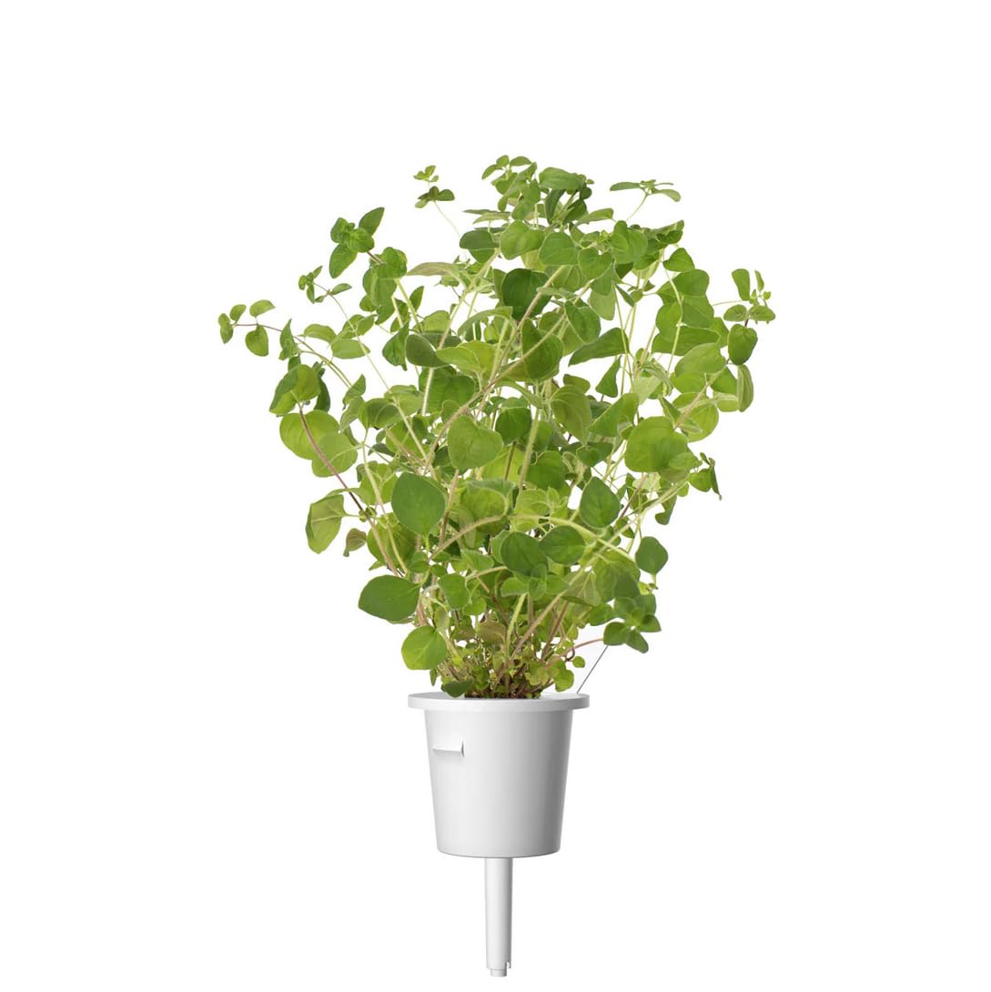 Click and Grow Smart Garden Oregano Plant Pods, 3-Pack