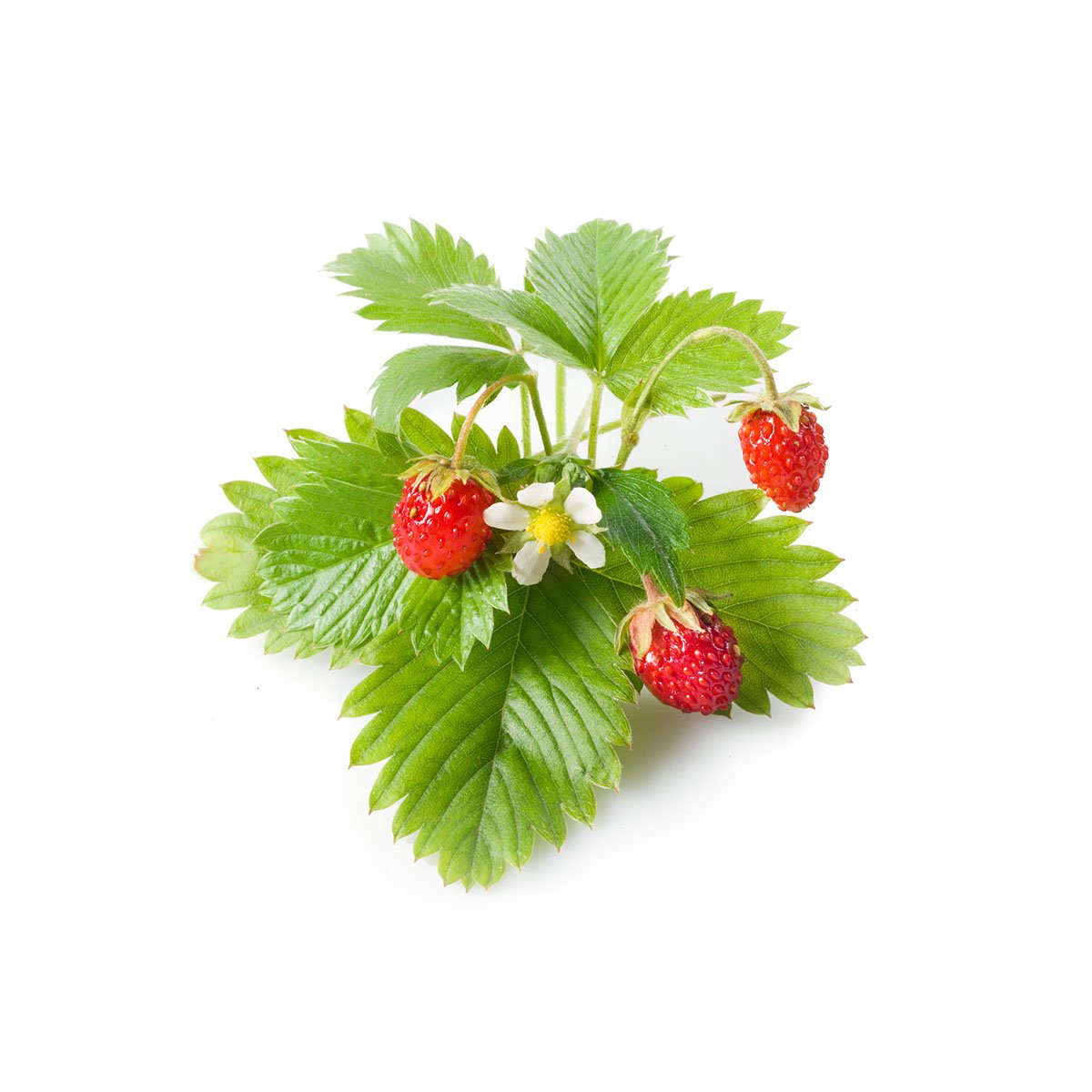 Click and Grow Smart Garden Wild Strawberry Plant Pods, 9-Pack