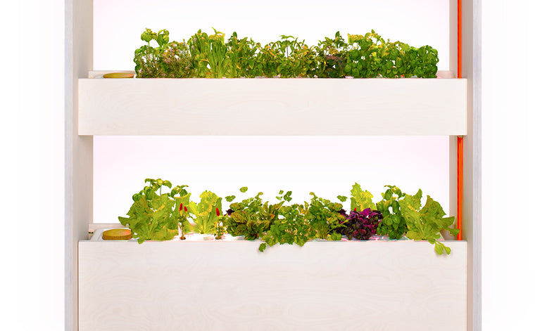 Click &amp; Grow - The Wall Farm Indoor Vertical Garden